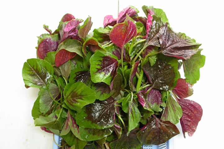 Loại rau trường thọ ở Việt Nam mà ai cũng đang bỏ đi