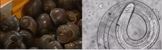 Những hiểm họa trong các món ăn tái - Ảnh 3