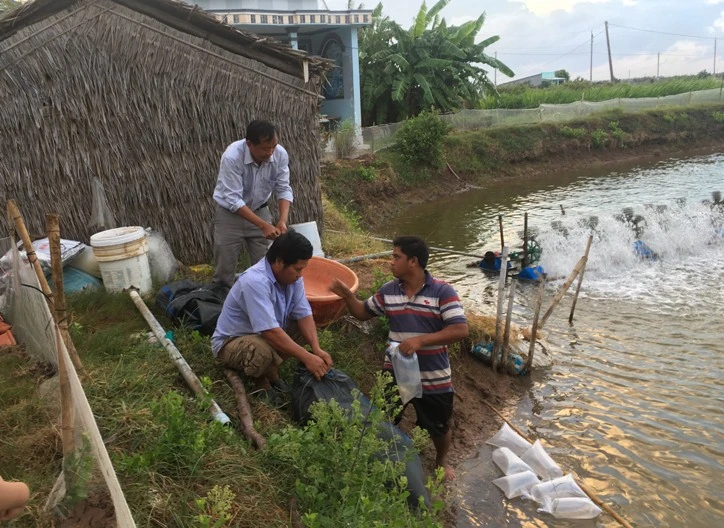 Người dân Trà Vinh thả nuôi tôm sú sạch bệnh