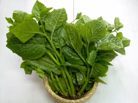 rau mồng tơi