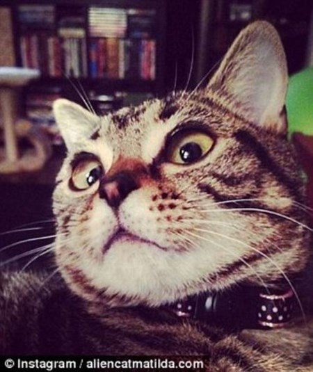 Cận cảnh chú mèo  Can canh chu meo