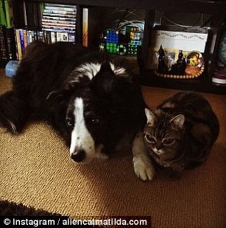 Cận cảnh chú mèo  Can canh chu meo