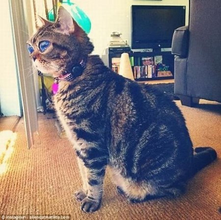 Cận cảnh chú mèo  Can canh chu meo