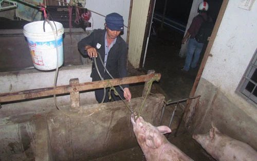 Năm 2013, một cơ sở ở Cà Mau cũng bị phát hiện sử dụng "công nghệ" này (Ảnh: Thanh Niên)