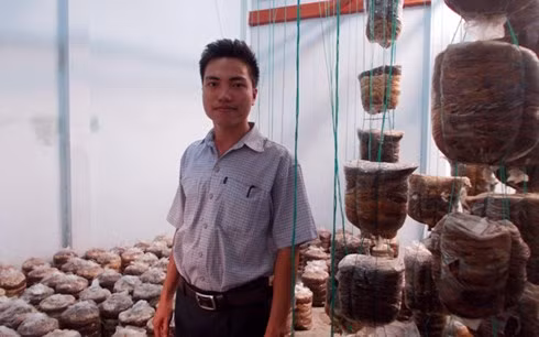 Chàng sinh viên và sáng chế máy chăm nấm bào ngư ảnh 1