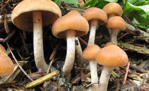 Psilocybe cyanofriscosa là một trong 200 loại "nấm ma thuật" có thể tạo ảo giác cho người ăn. Ảnh: Mushroom Observer.