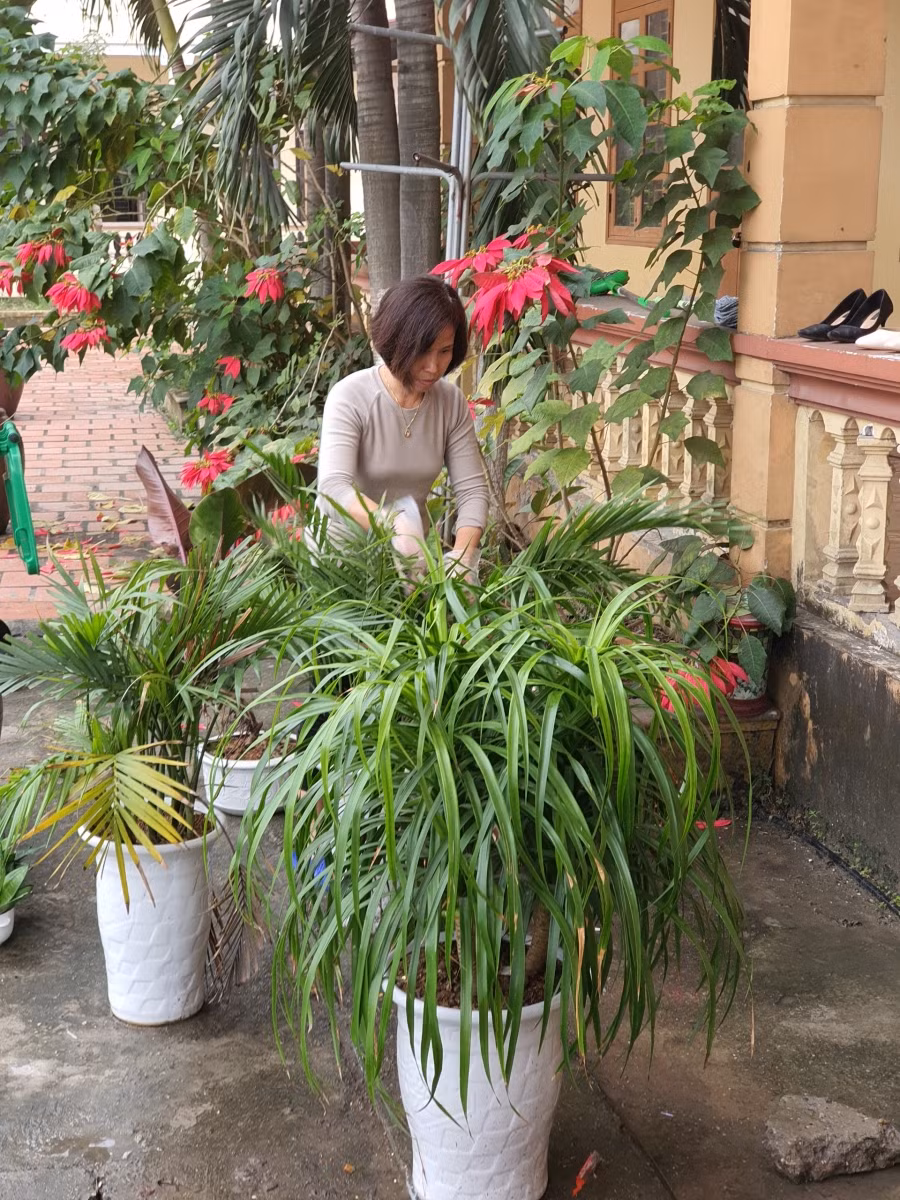 Các nhà trường rà soát cơ sở vật chất; cắt tỉa, chăm sóc cây xanh đảm bảo môi trường an toàn, xanh đẹp đón học sinh