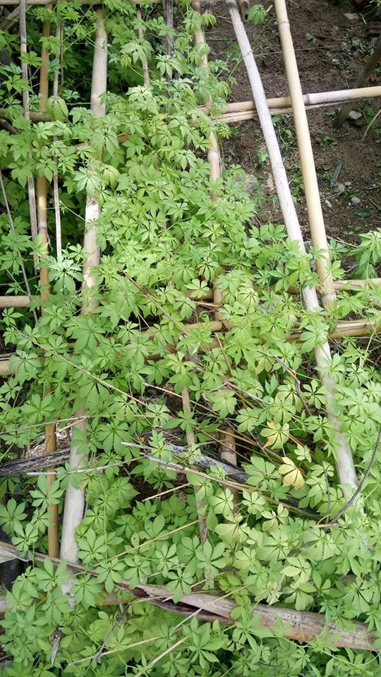 Cây giảo cổ lam do học sinh Trường Phổ thông dân tộc bán trú THCS Trà Don trồng và chăm sóc trong vườn trường Cây giảo cổ lam do học sinh Trường Phổ thông dân tộc bán trú THCS Trà Don trồng và chăm sóc trong vườn trường