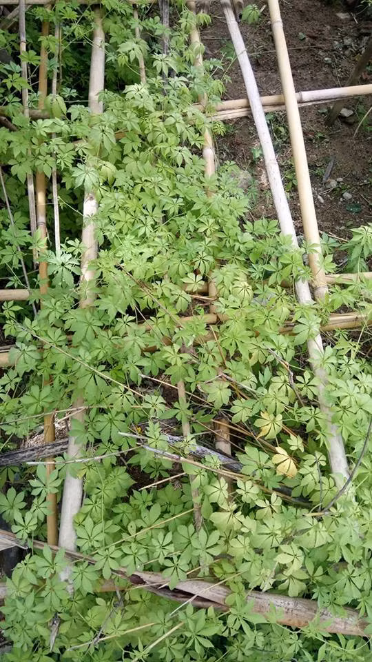 Cây giảo cổ lam do học sinh Trường Phổ thông dân tộc bán trú THCS Trà Don trồng và chăm sóc trong vườn trường