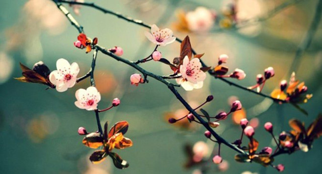 Đào Tấn có tới 16/141 bài thơ chữ Hán viết trong thời điểm mùa xuân