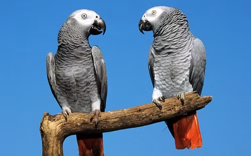 Bộ não vẹt có cấu trúc khác biệt so với não của các loài chim khác. Ảnh: Alamy