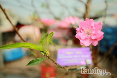 Đào nở sớm 50.000 đồng/cành... rộn ràng xuống phố - Ảnh 7 Dao no som 50.000 dong/canh... ron rang xuong pho - Anh 7