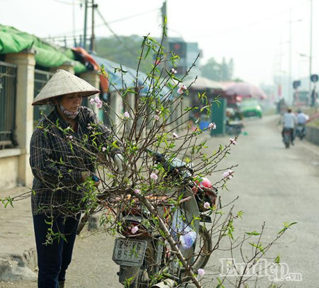 Đào nở sớm 50.000 đồng/cành... rộn ràng xuống phố - Ảnh 12 Dao no som 50.000 dong/canh... ron rang xuong pho - Anh 12