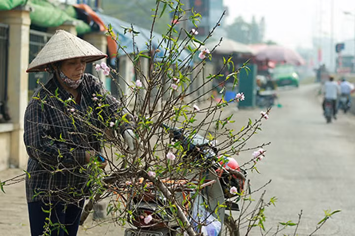 Đào nở sớm 50.000 đồng/cành... rộn ràng xuống phố