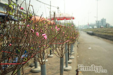 Đào nở sớm 50.000 đồng/cành... rộn ràng xuống phố - Ảnh 1 Dao no som 50.000 dong/canh... ron rang xuong pho - Anh 1