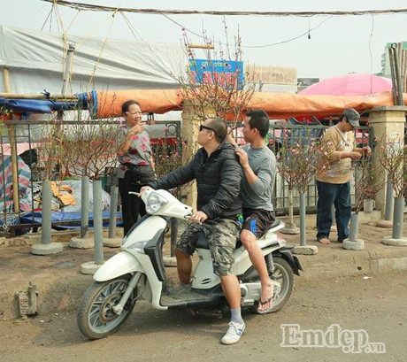 Đào nở sớm 50.000 đồng/cành... rộn ràng xuống phố - Ảnh 9 Dao no som 50.000 dong/canh... ron rang xuong pho - Anh 9