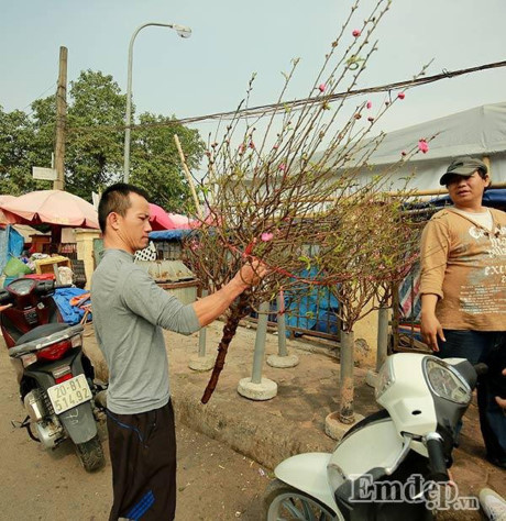 Đào nở sớm 50.000 đồng/cành... rộn ràng xuống phố - Ảnh 5 Dao no som 50.000 dong/canh... ron rang xuong pho - Anh 5
