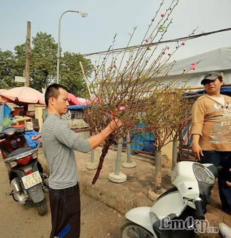Dao no som 50.000 dong/canh... ron rang xuong pho - Anh 5