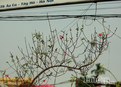 Đào nở sớm 50.000 đồng/cành... rộn ràng xuống phố - Ảnh 4 Dao no som 50.000 dong/canh... ron rang xuong pho - Anh 4