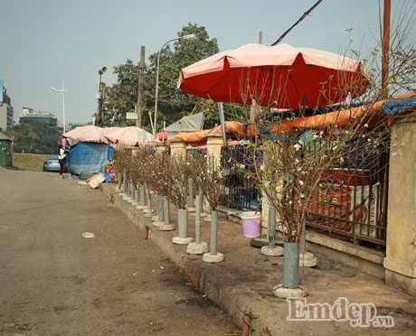 Dao no som 50.000 dong/canh... ron rang xuong pho - Anh 8