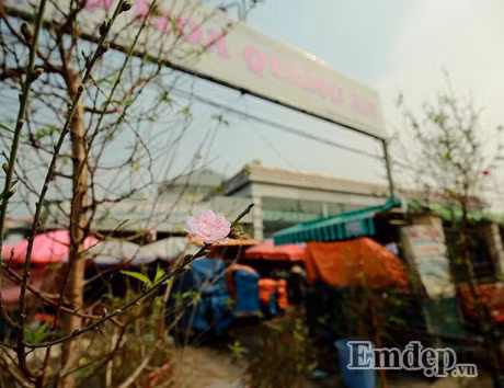 Dao no som 50.000 dong/canh... ron rang xuong pho - Anh 2