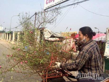 Đào nở sớm 50.000 đồng/cành... rộn ràng xuống phố - Ảnh 6 Dao no som 50.000 dong/canh... ron rang xuong pho - Anh 6
