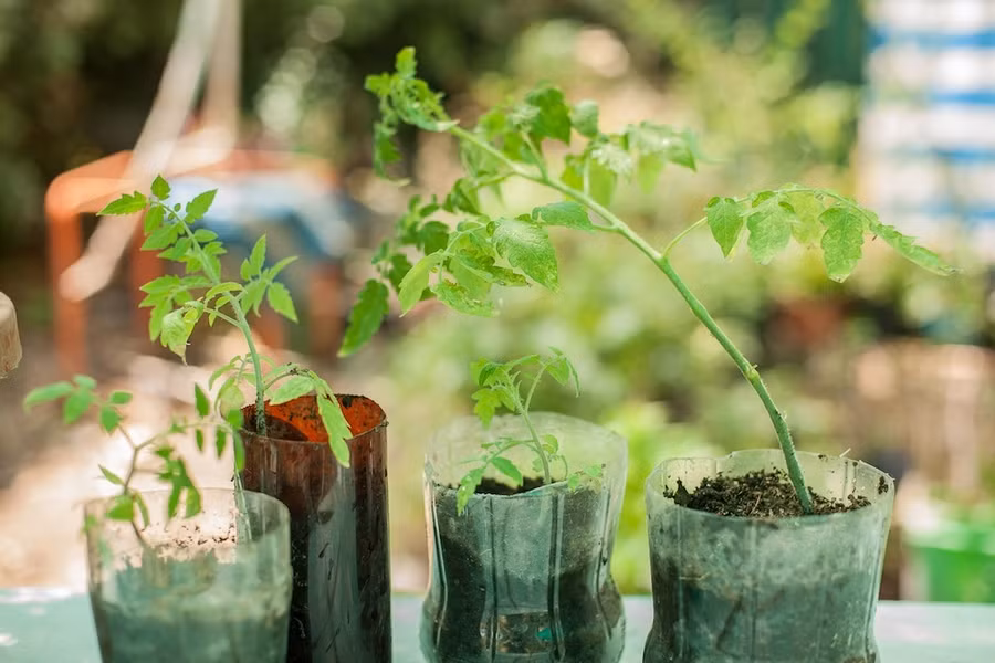 Nhìn là mê 7 kiểu trồng cây sáng tạo bất kể không gian