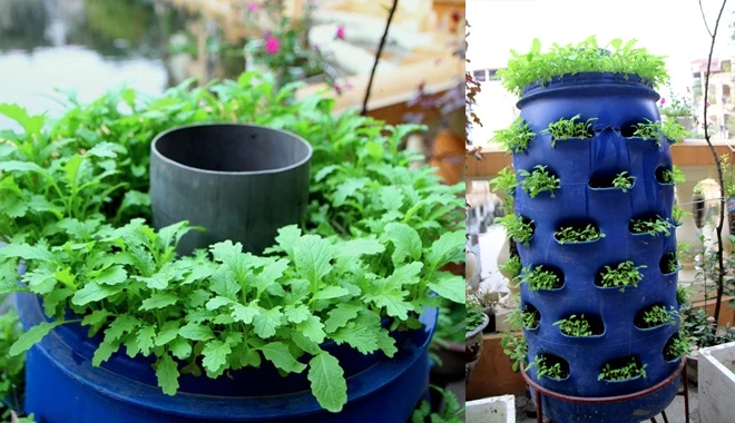 Nhìn là mê 7 kiểu trồng cây sáng tạo bất kể không gian