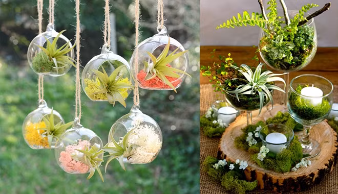 Nhìn là mê 7 kiểu trồng cây sáng tạo bất kể không gian