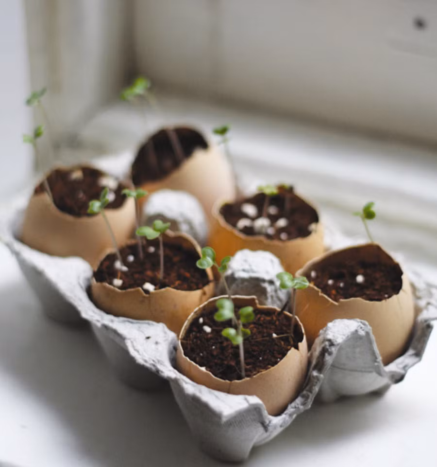 Nhìn là mê 7 kiểu trồng cây sáng tạo bất kể không gian