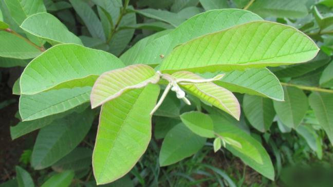 Bai thuoc chua tieu duong - on dinh duong huyet bang la oi