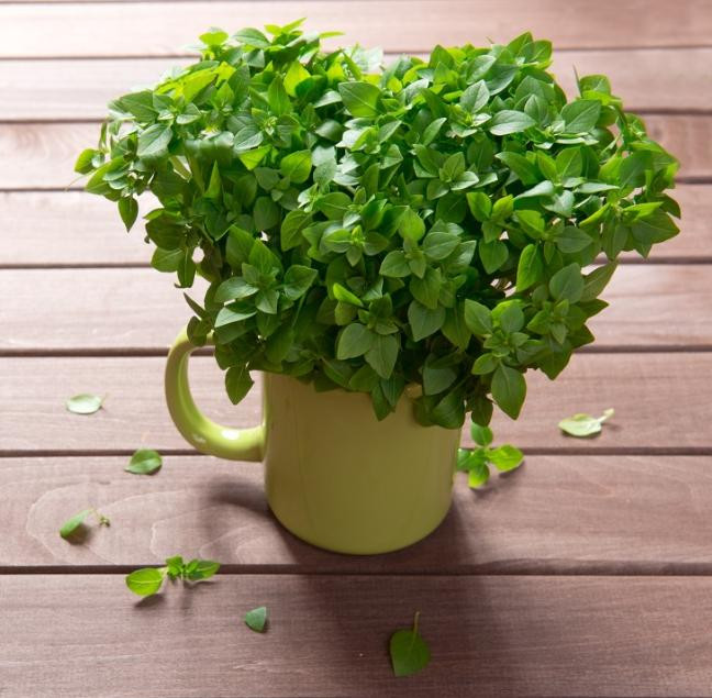 Những loại cây  Nhung loai cay