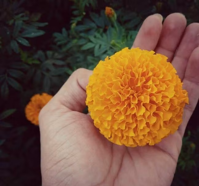 Những loại cây Nhung loai cay