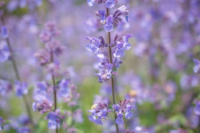 Những loại cây Nhung loai cay