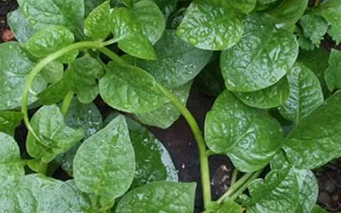 Nhiều công dụng chữa bệnh tuyệt vời của RAU MỒNG TƠI