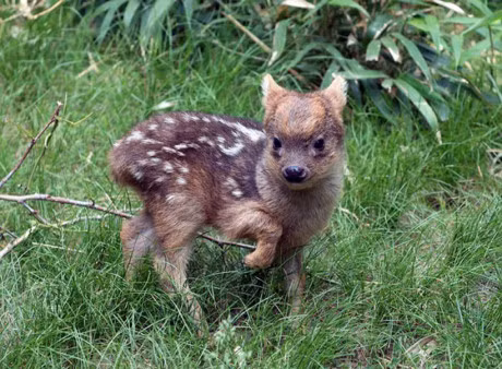 Luc loi anh tuoi tho cua nhung loai dong vat sieu quy hiem - Anh 8
