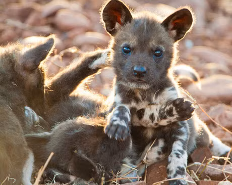 Luc loi anh tuoi tho cua nhung loai dong vat sieu quy hiem - Anh 24
