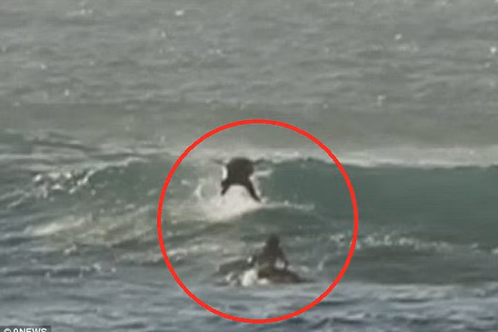 Tai nạn có một không hai, đang lướt sóng bị cá heo nhảy trúng người