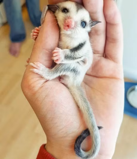 Luc loi anh tuoi tho cua nhung loai dong vat sieu quy hiem - Anh 11