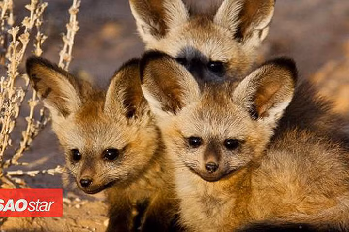 Lục lọi ảnh tuổi thơ của những loài động vật siêu quý hiếm