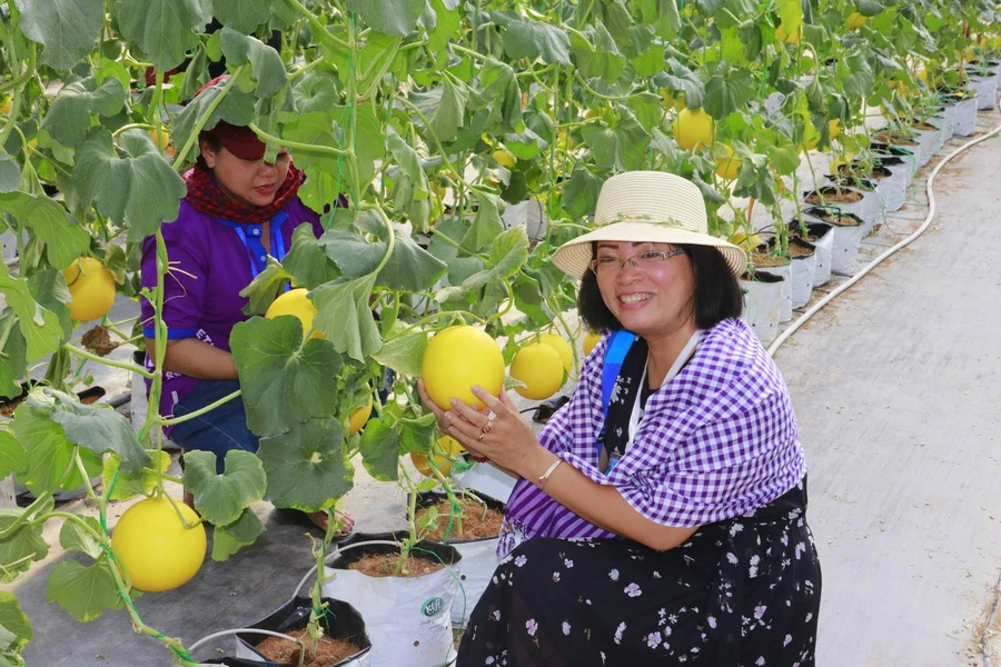 Nữ du khách thích thú với cảm giác được tự tay hái trái dưa lê trong nhà lưới