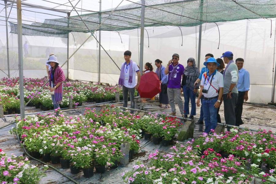 Du khách tham quan khu vực trồng Hoa Dừa cạn trong màng lưới ở Thanh Bình, Đồng Tháp