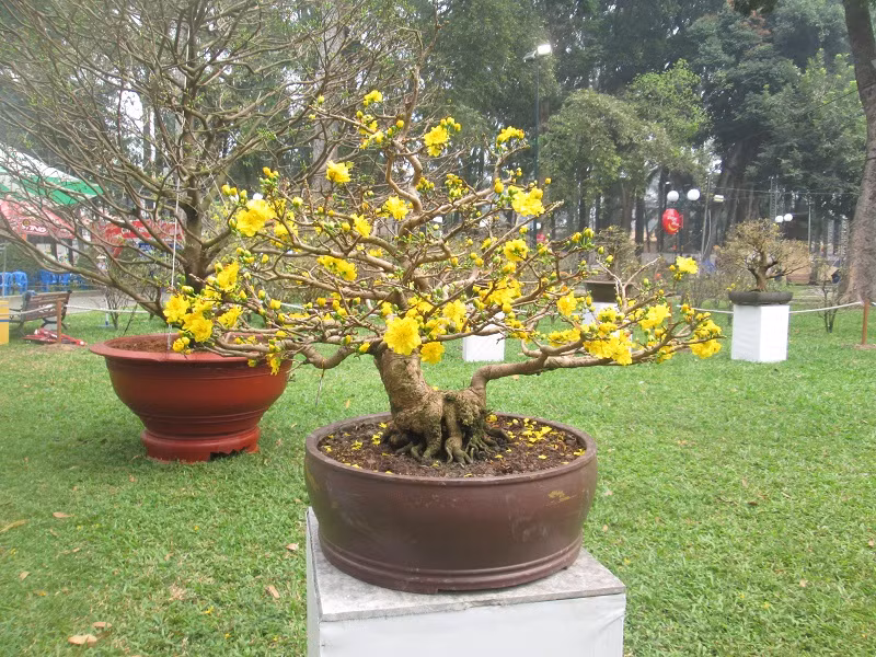 Mai vàng tại Hội hoa xuân Tân Sửu 2021 trong công viên văn hóa Tao Đàn, Sài Gòn. Ảnh: Phanxipăng