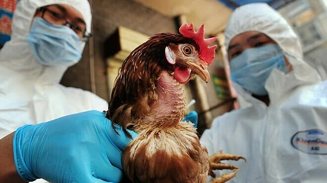 H5N1 có những đặc điểm như có tính biến dị nhanh, sinh bệnh cao, có thể gây bệnh nặng ở người. Ảnh minh hoạ