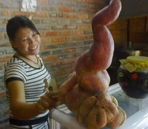 Chuyện kỳ lạ về những củ khoai độc nhất vô nhị ảnh 9