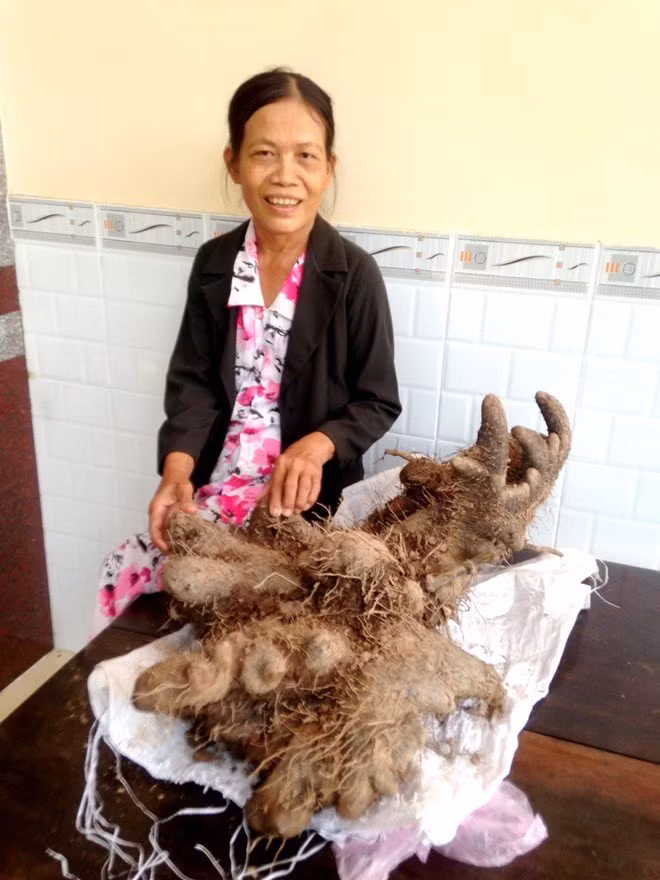 Chuyện kỳ lạ về những củ khoai độc nhất vô nhị ảnh 4