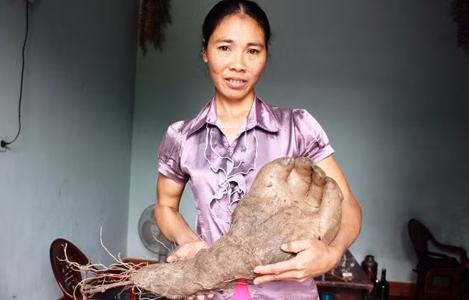 Chuyện kỳ lạ về những củ khoai độc nhất vô nhị ảnh 6