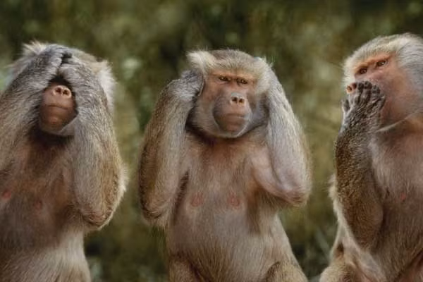 1001 những điều kỳ lạ ít người biết về loài khỉ