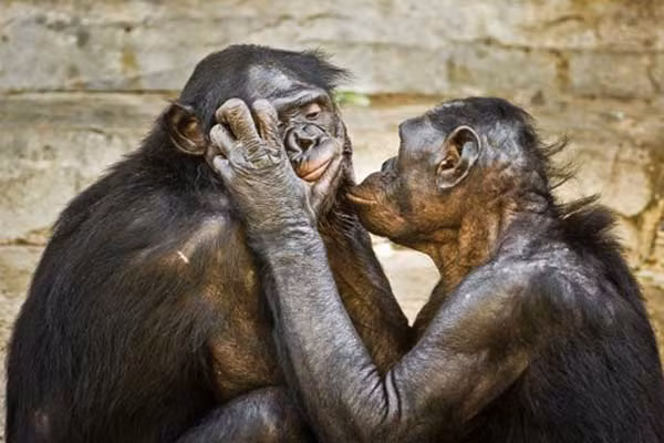 1001 những điều kỳ lạ ít người biết về loài khỉ