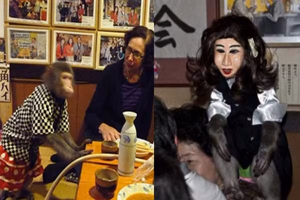 1001 những điều kỳ lạ ít người biết về loài khỉ